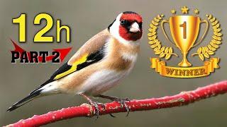 BEST 12h GOLDFINCH Winner - PART 2