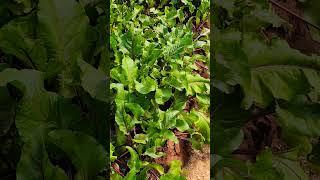 Have you ever wondered where to get High Yield Beetroot variety?