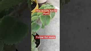 How to Care Ajwain Plant #viral #trending #plants #gardening #ajwainplant #trendingshorts #shorts