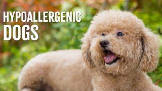 Top 10 Hypoallergenic Dog Breeds