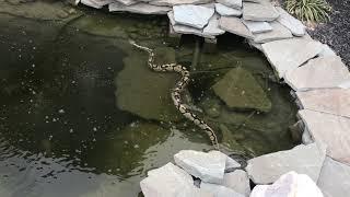 Kamp Kenan Army member lets his snake go for a swim!