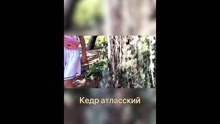 #Крым ...Кедр атласский - самое красивое дерево в Никитском ботаническом саду