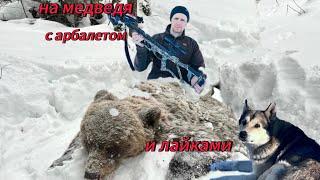 охота на медведя с арбалетом и лайками