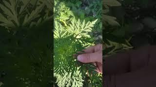 #Полынь трава )))