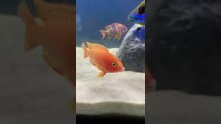 3 main types of African cichlid!