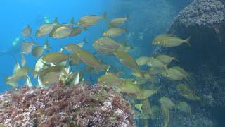 Immersion dans le Parc naturel marin du golfe du Lion