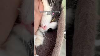 Toxic relationship #cats #funny #catfunny #catvideos #catlover #cat #pet #catshorts #viralvideo
