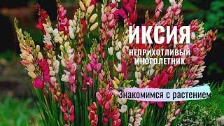 ИКСИЯ - многолетнее клубневое растение. Обзор луковиц из Голландии.