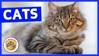 Kids Educational Videos | Kindergarten and Elementary ENGLISH Math SCIENCE |  Fun Facts About Cats!