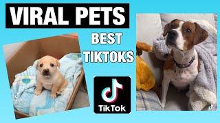 BEST VIRAL PET TikToks