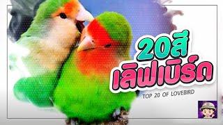 สุดยอดสีนกเลิฟเบิร์ด​ 20​สี​ ที่นิยม 2021 / Love Bird