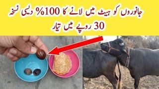 Desi Formulla to bring Dairy Cow and Buffalo in Heat ll Heat Problem in Dairy Animals