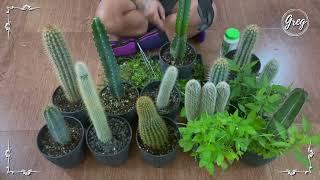 012 | A Dozen of Columnar Cactus | Maintenance