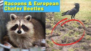 From the Inbox - Dead lawn? European Chafer Beetles and Racoons on the porch & yard