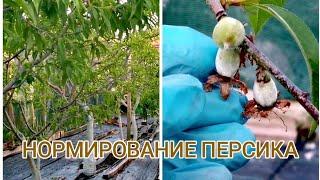 ️ХОТИТЕ КРУПНЫЙ  ПЕРСИК Нормировка персика ,зелёные операции,обработка по листу.