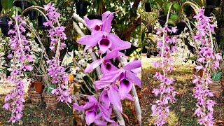 Como Cultivar DENDROBIUM ANOSMUM | Juliane Becker