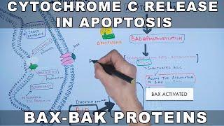 Mechanism of Cytochrome C Release from Mitochondria