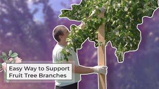 Easy Way to Support Fruit Tree Branches | Tree Branch Support