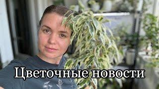 Цветочные новости | фикусы | сентябрь