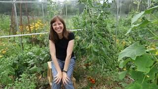 Greenhouse in July