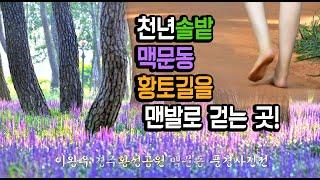 경주여행,GyeongjuTtravel,경주맥문동,황성공원맥문동,황성공원황토길,맨발걷기,2023년 8월 황성공원 드론영상,이왕우 맥문동 풍경사진전 영상입니다.