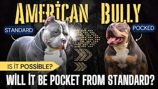 Can You Breed a Pocket Bully With a Standard Bully?