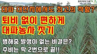 퇴비 없이 편하게 대파농사 짓기 - 추비도 딱 2번만!!