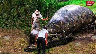 Dikira Batang Kayu!! Seorang Petani Temukan Ular Piton Raksasa Sembunyi di Semak-Semak Kebun