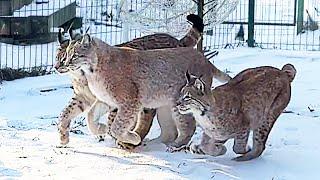 LYNX RAISIN TRYING TO CLIMB ONTO THE ROOF / Dog Playing With Lynxes