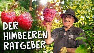 Himbeeren pflanzen, pflegen & düngen im Herbst   - Die besten Sorten im Überblick