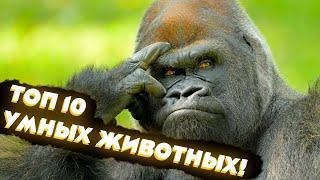 ТОП 10 Самые умные животные!