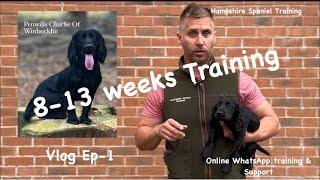 The ultimate guide to starting your gundog training at home Vog-Ep1