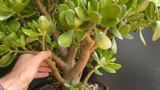 From Large Jade Plant to Bonsai (Crassula Ovata)