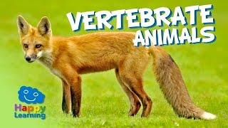 Vertebrate Animals | Educational Video for Kids