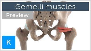 Functions of the gemelli muscles (preview) - 3D Human Anatomy | Kenhub