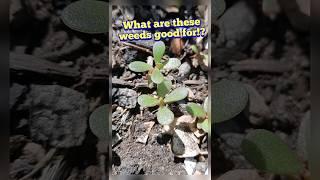 What is this weed and what's it good for? Purslane - Portulaca oleracea #shorts #foraging #purslane