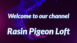 Welcome to Rasin Pigeon Loft.