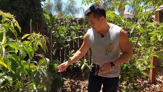 Tropical Fruit Tree Pollination