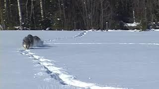 Wolves, Wolf Running In Snow