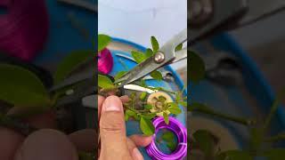 #continue #defoliation #process #bonsai #lemon #bonsai #infuture