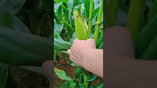 part519 Check out the fruits of my labor! #How healing is rural life Rural Roots, Happy Heart