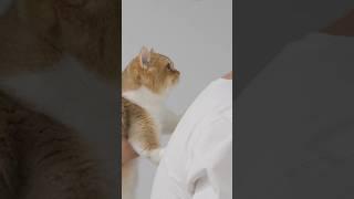 고양이 집사 신뢰도 테스트 #냥춘기 #먼치킨 #고양이테스트