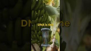 Do Humans Really Share 60% of Their DNA with Bananas? | Mind-Blowing Science Fact!