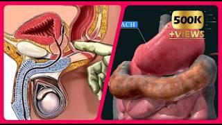 Digestive System Organs You May Not Know 