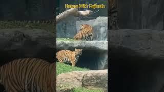 Tigers |shorts|nature|animals|wildanimals|youtubeshortsvideos|naturewithrejinath