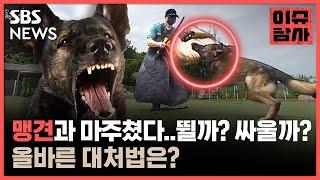 개가 달려들면 슥 피해서 코를 팍?…그러다간 큰일 나니까 이렇게 하세요 / SBS