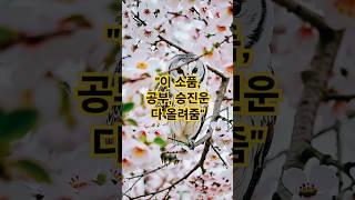 “이 소품, 공부·승진운 다 올려줌” #부엉이소품 #풍수인테리어 #지혜의상징  #재물운 #시험운상승 #풍수소품추천  #운을부르는인테리어 #행운소품 #공부운 #풍수인테리어#돈버는꿀팁
