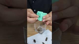 바퀴벌레 박멸 도구 [cockroach extermination tool]