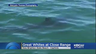 2 Dozen Great White Sharks Spotted At Capitola Beach