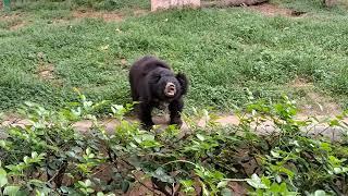 Ballu ||Jungle book || Bear   #funny #animals  #junglebook #like #viralvideo #viralshorts #shorts